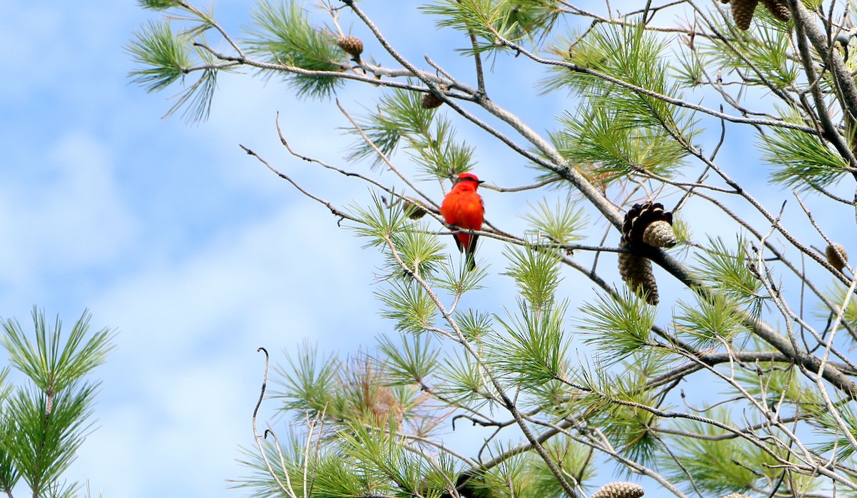 Vermilion Flycatcher - ML125450261