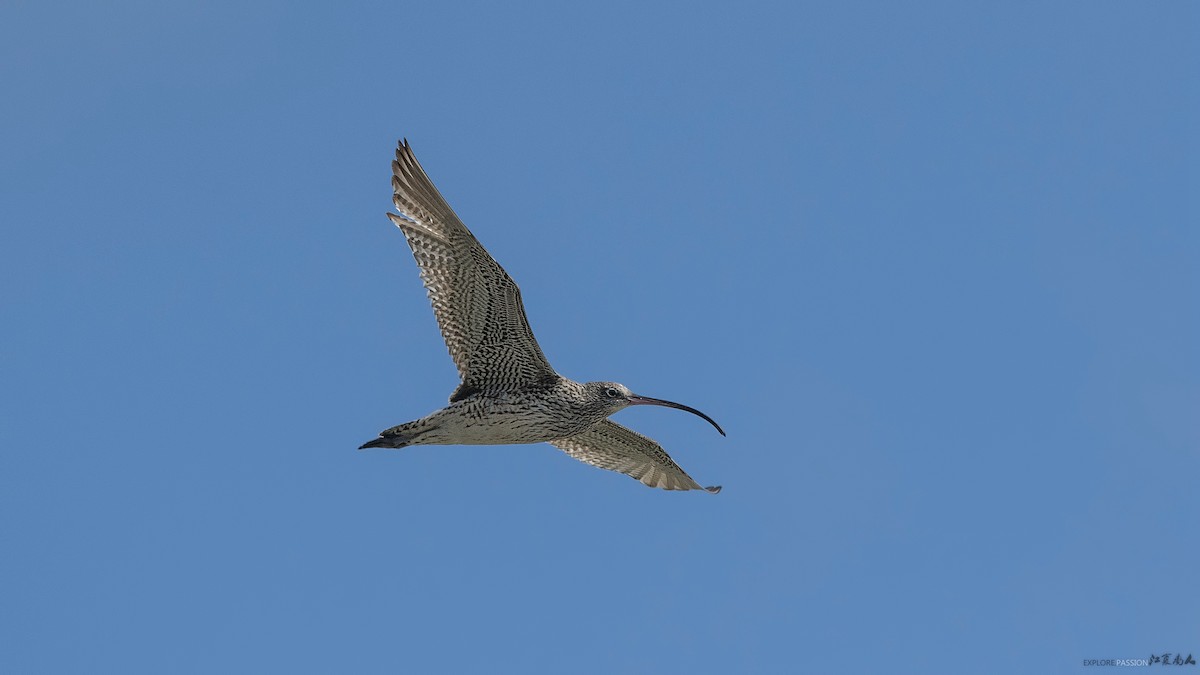 Far Eastern Curlew - ML125450911