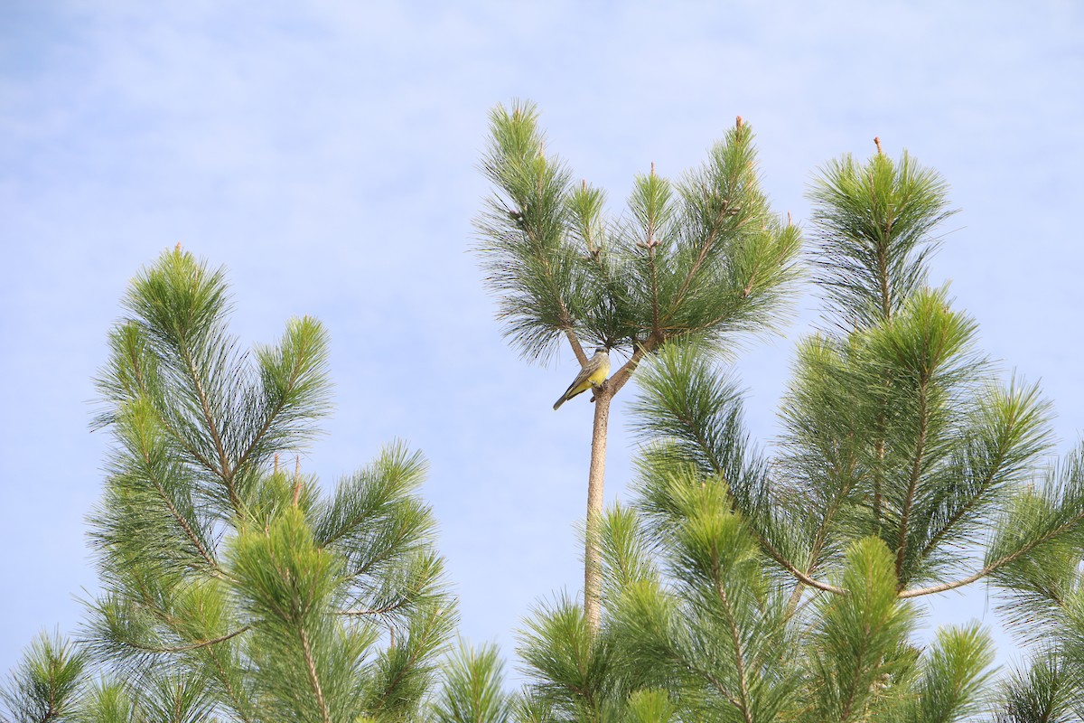 Cassin's Kingbird - ML125452611