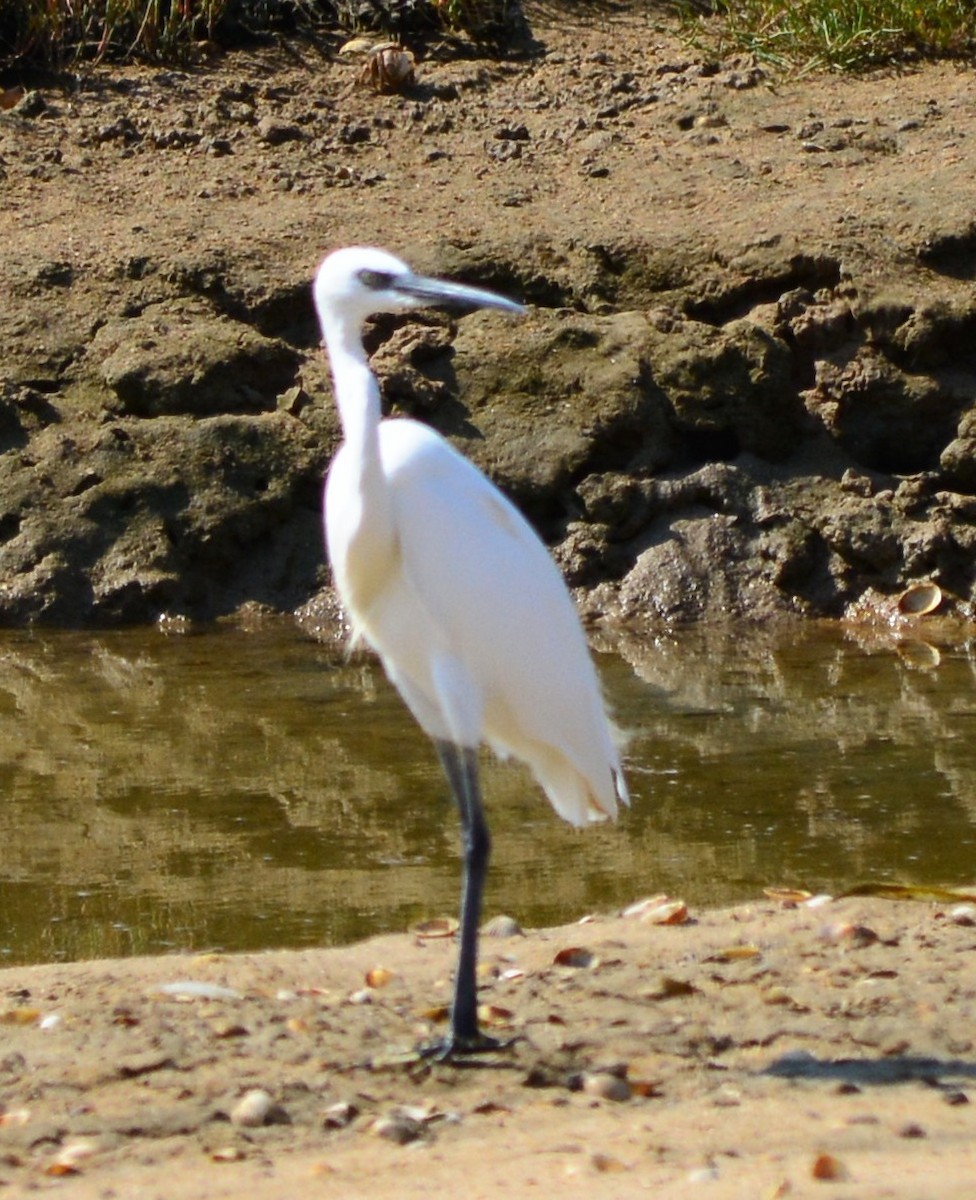 Little Egret - ML125452941