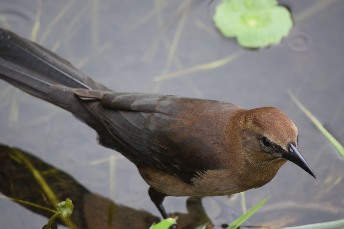 Boat-tailed Grackle - ML125453461