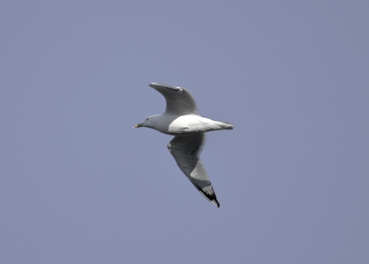 Herring Gull - ML125455381