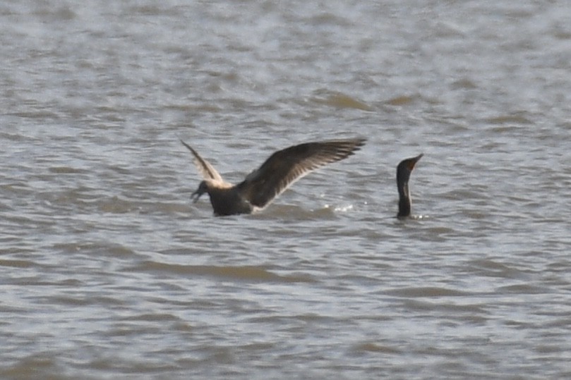 Gaviota Argéntea - ML125455401