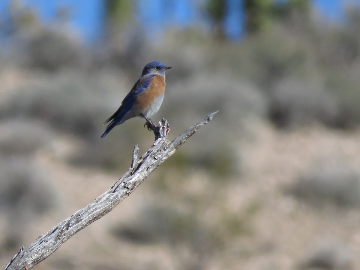 Western Bluebird - ML125456941