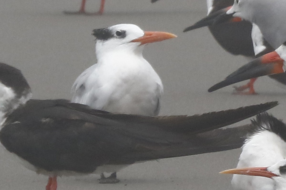 Royal Tern - ML125457581