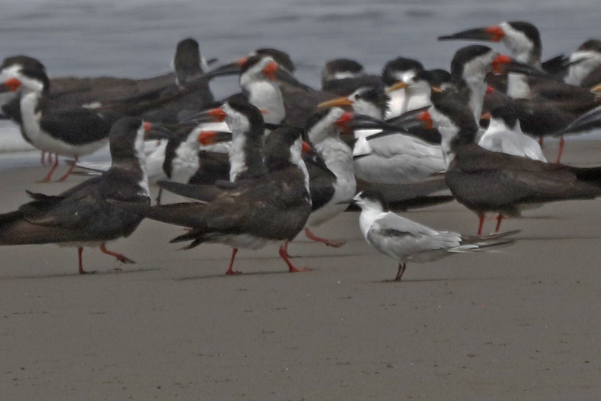 Common Tern - ML125457721