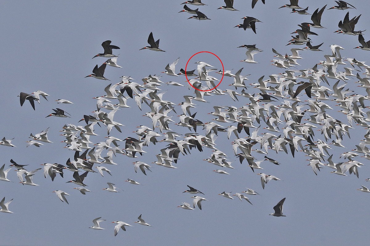 Sandwich Tern - ML125458081