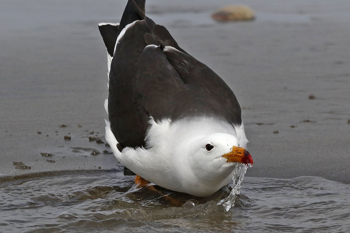 Belcher's Gull - ML125458101