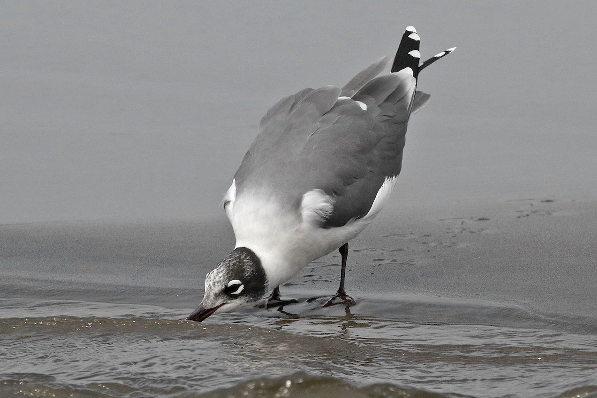 Franklin's Gull - ML125458121