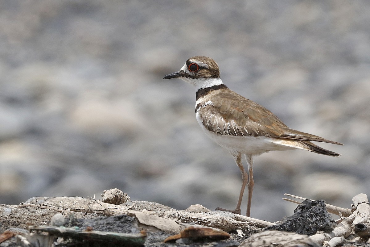 Killdeer - ML125458201