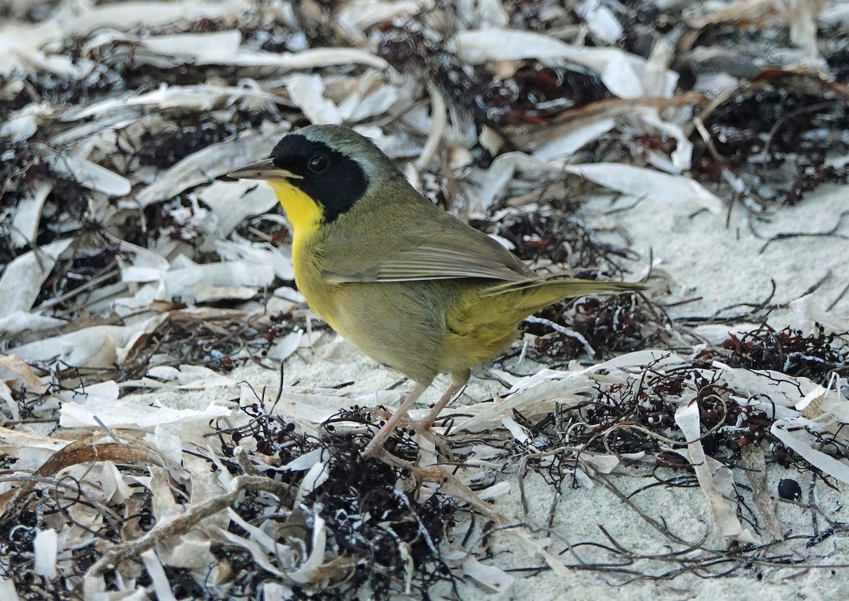 Bahama Yellowthroat - Jason Wilder