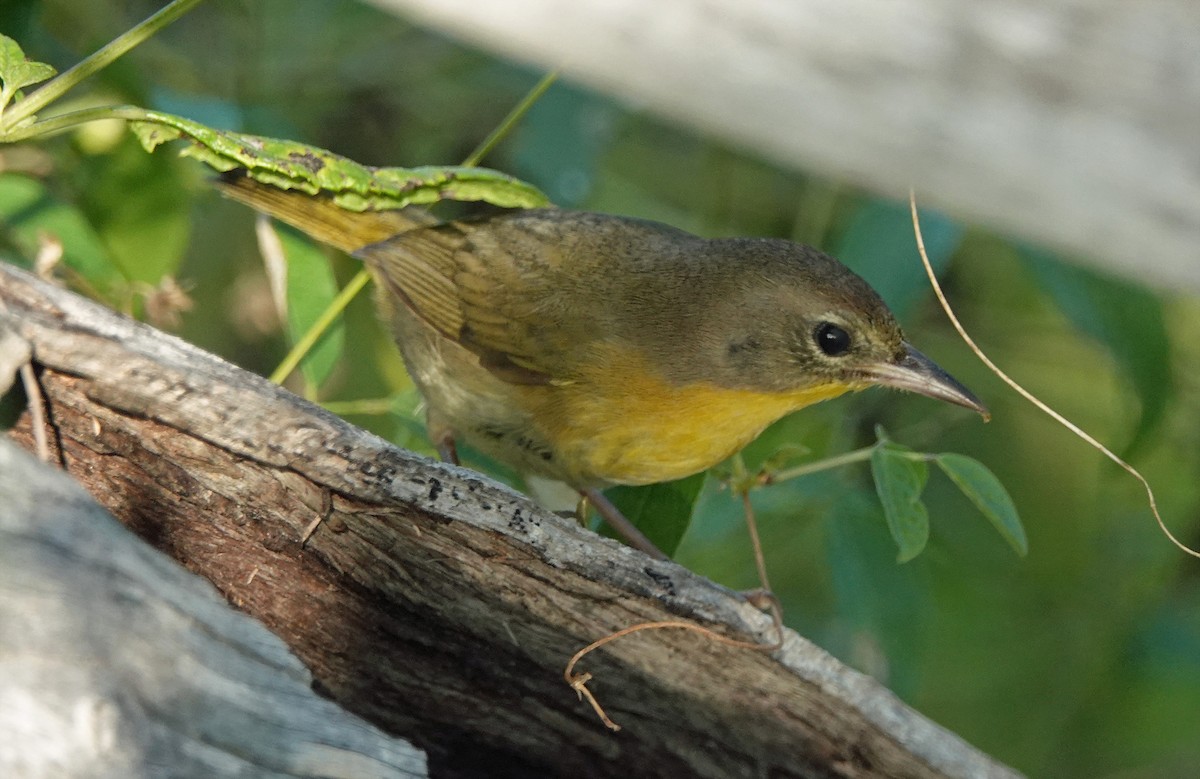 Bahama Yellowthroat - Jason Wilder