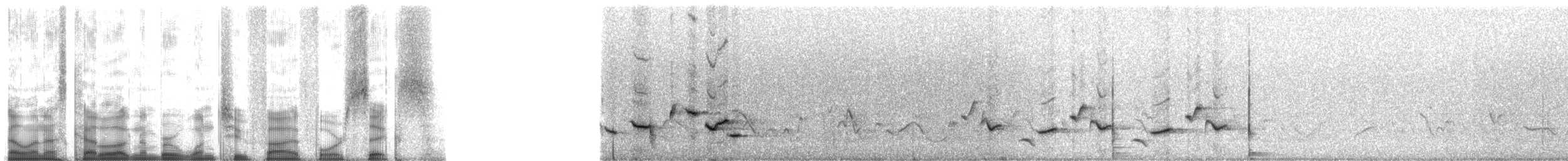 Scott's Oriole - ML12546