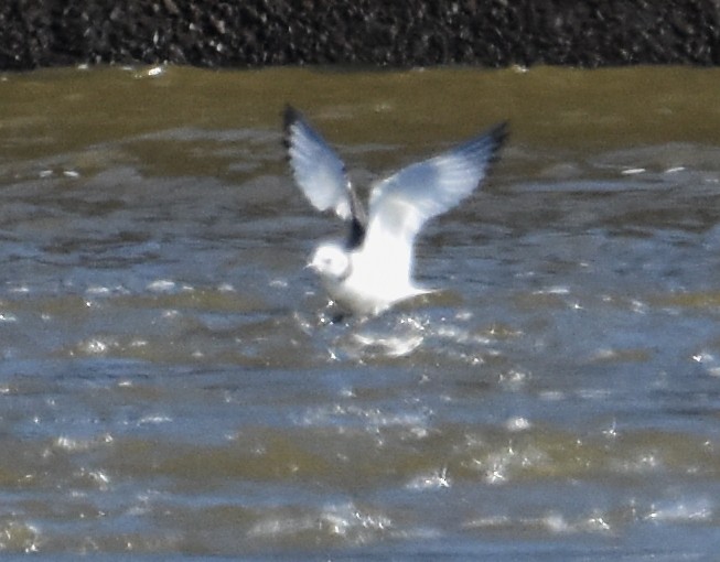 Black-legged Kittiwake - Glenn Wyatt