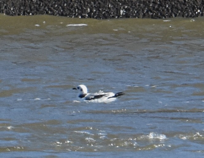 Black-legged Kittiwake - ML125462331