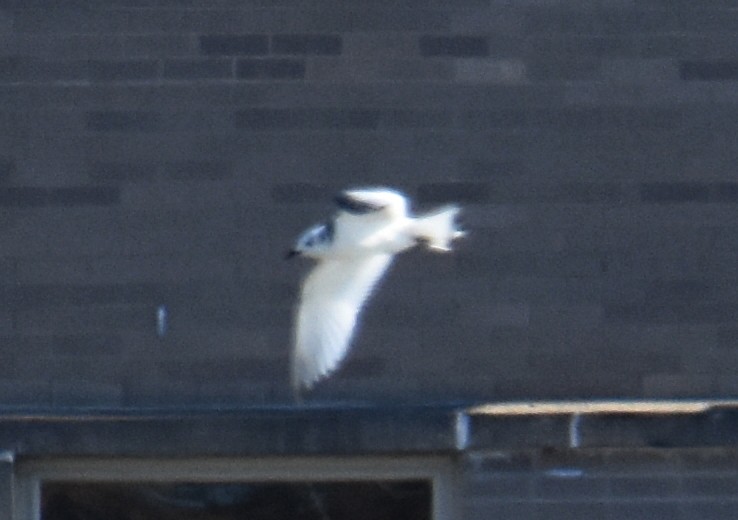 Black-legged Kittiwake - Glenn Wyatt