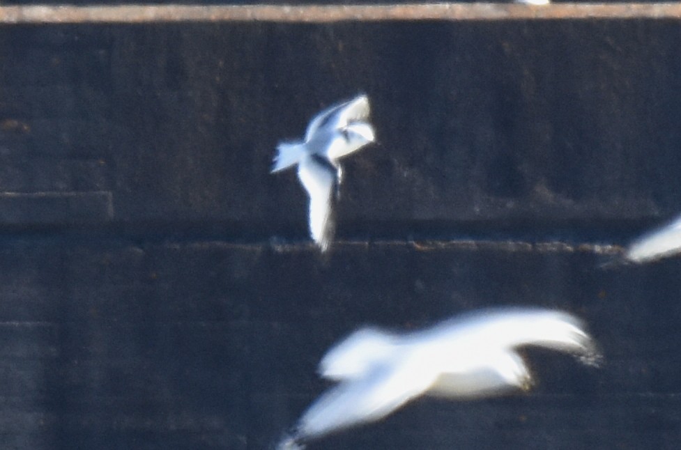 Black-legged Kittiwake - Glenn Wyatt