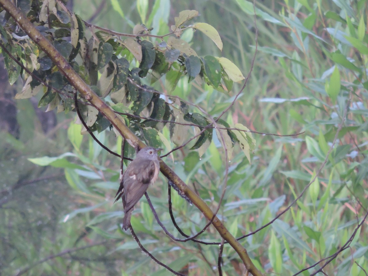 Brush Cuckoo - ML125463071