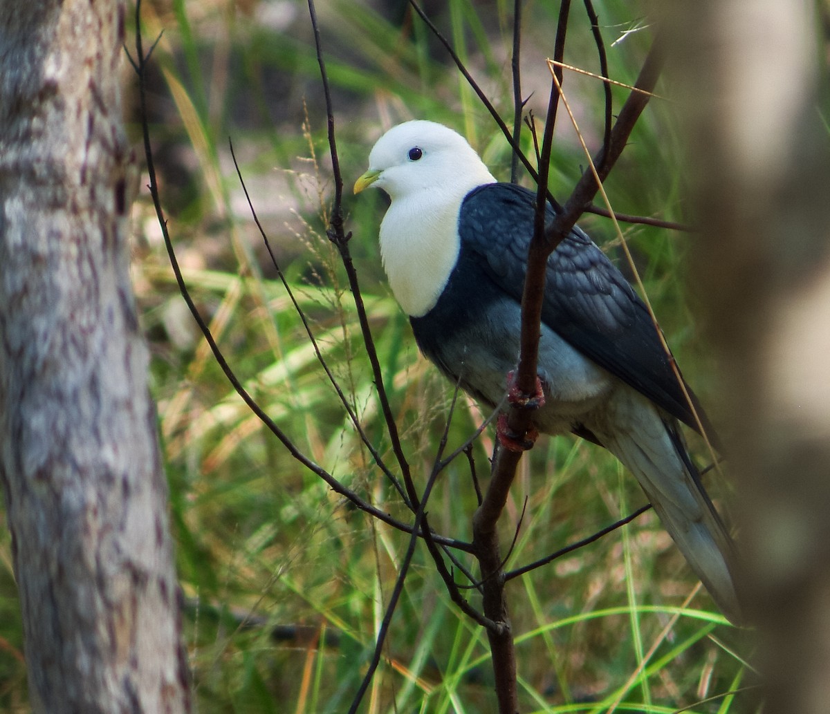 Black-banded Fruit-Dove - ML125464121