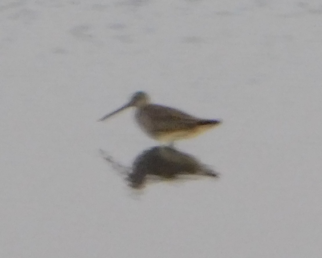 Long-billed Dowitcher - ML125466241