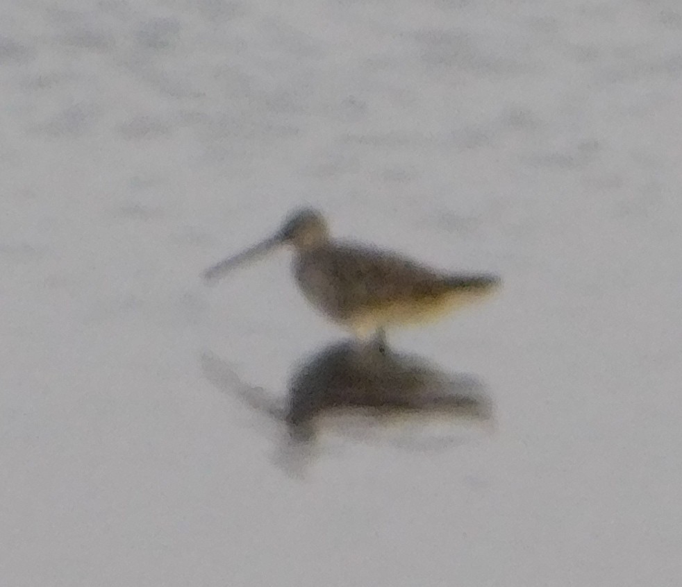 Long-billed Dowitcher - ML125466261