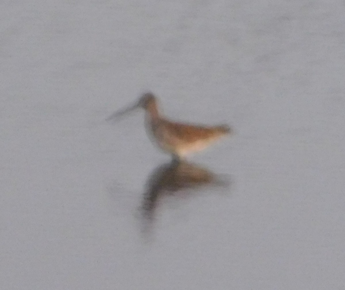 Long-billed Dowitcher - ML125466271
