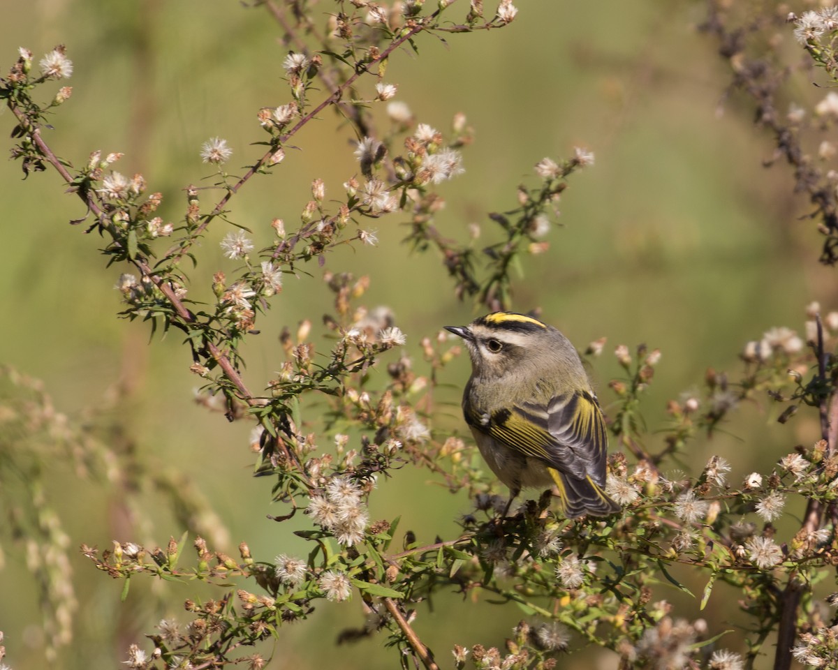 Golden-crowned Kinglet - ML125466901