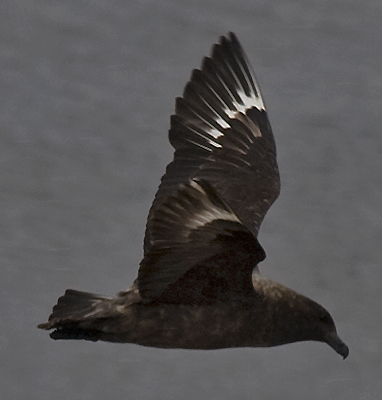 Brown Skua - ML125467201