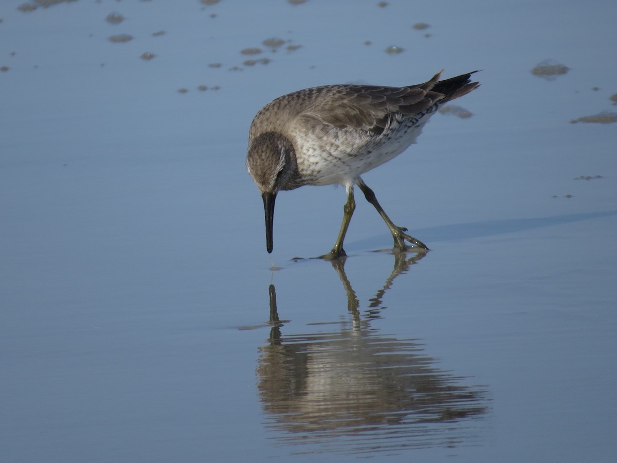 Red Knot - ML125467771