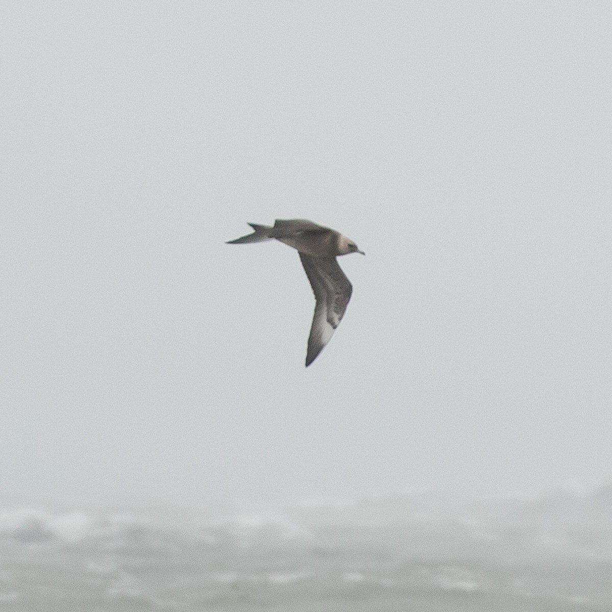 Pomarine Jaeger - John Kendall