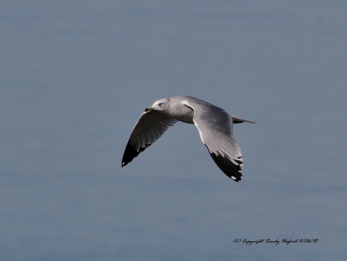 Ring-billed Gull - Randy Hesford