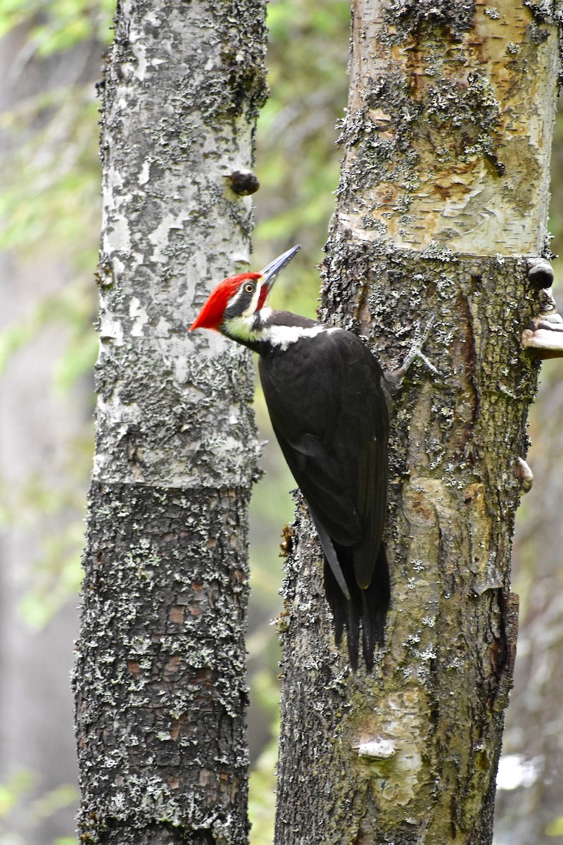 Pileated Woodpecker - Daniel Errichetti
