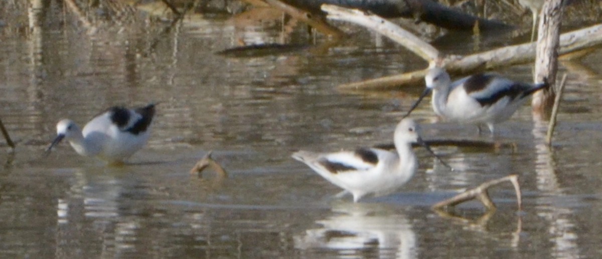 American Avocet - Margaret Merar