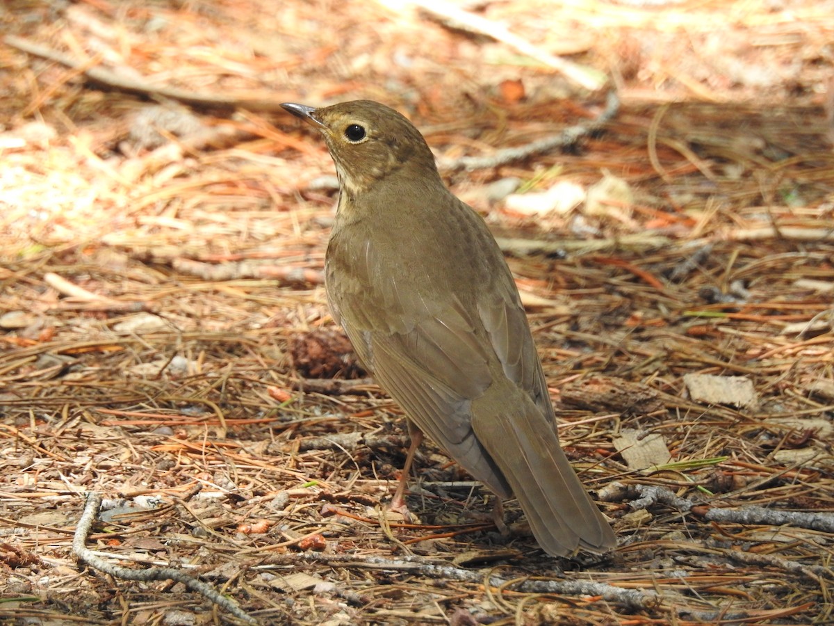 Swainson's Thrush - ML125471141