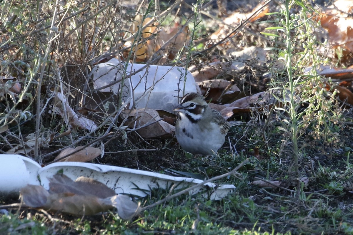 Lark Sparrow - ML125475201