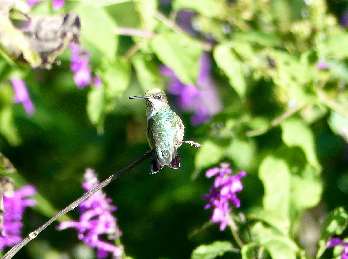 Ruby-throated Hummingbird - ML125476081