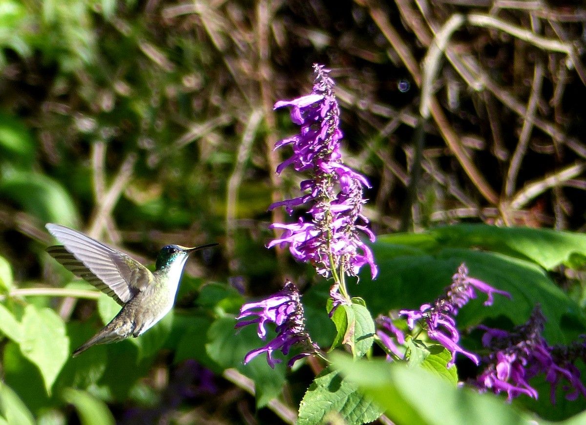 Azure-crowned Hummingbird - ML125476111