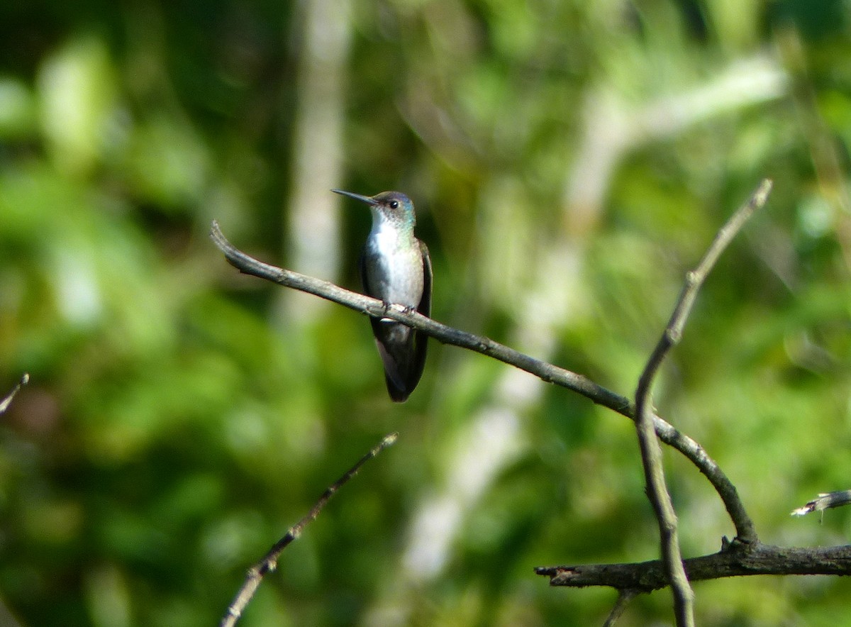Azure-crowned Hummingbird - ML125476121