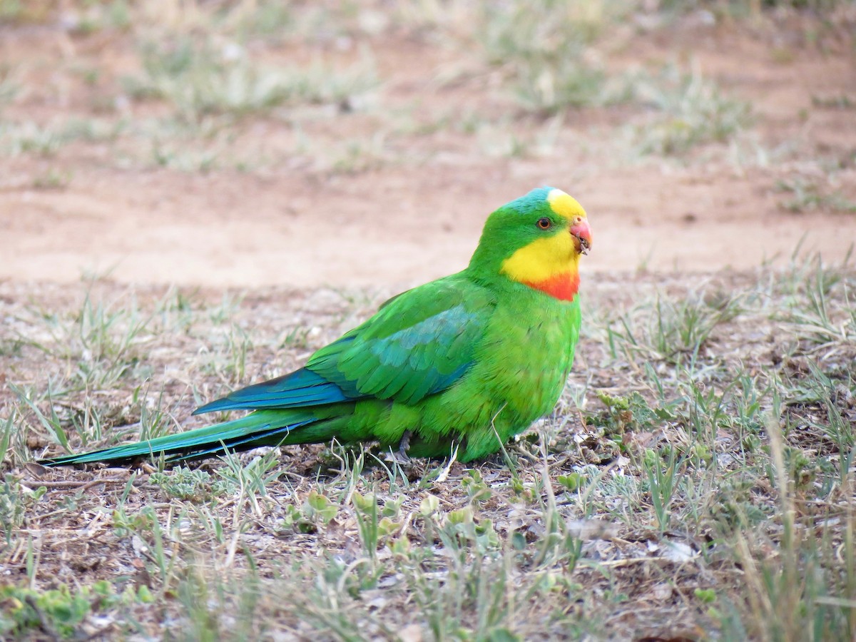 Superb Parrot - Elliot Leach