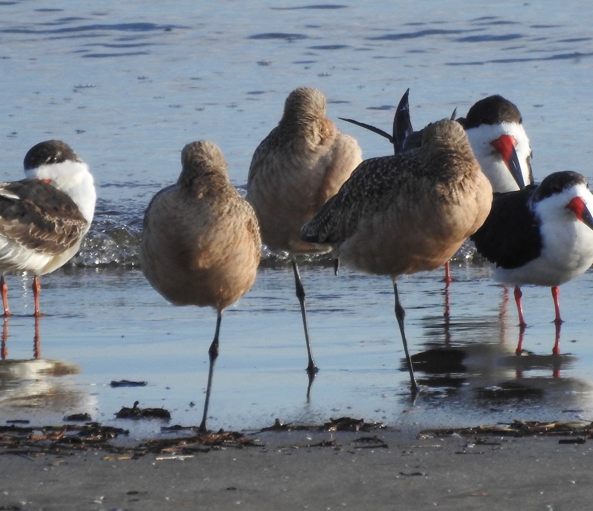 Kuliska kanelakara - ML125476861