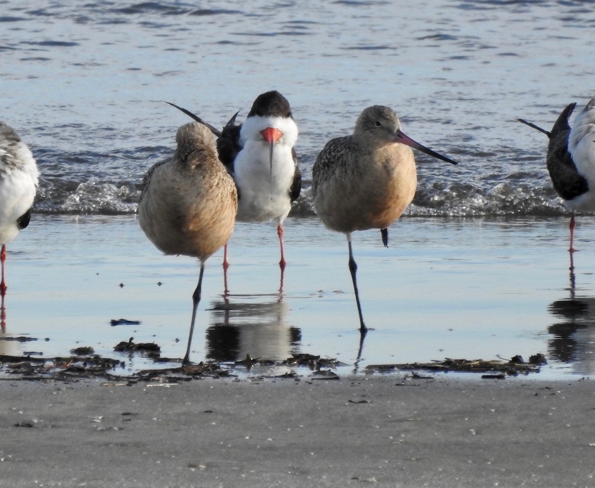 Kuliska kanelakara - ML125476871