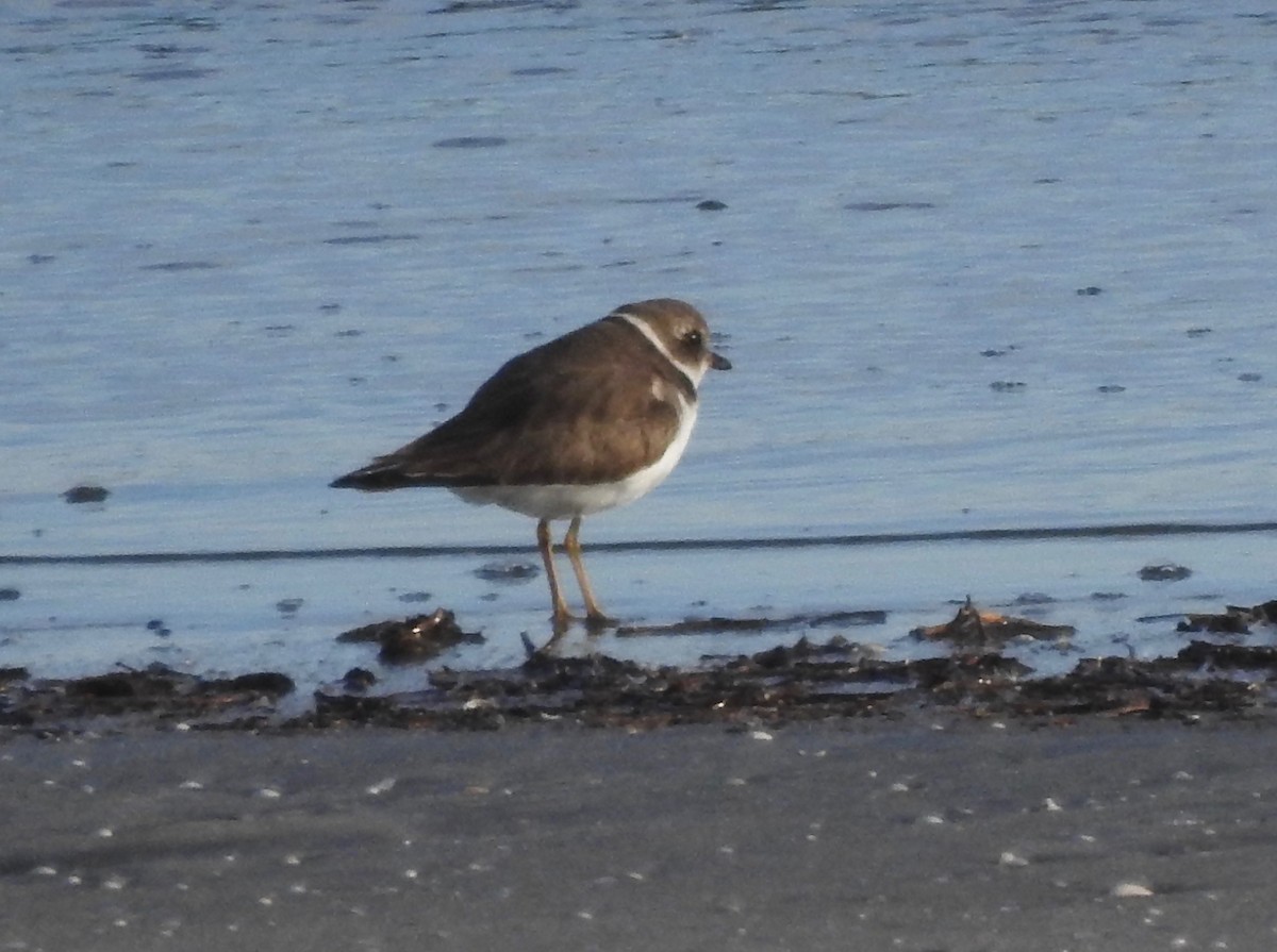 Txirritxo erdipalmatua - ML125476901