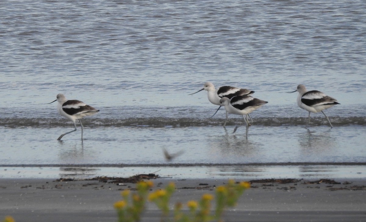 Abozeta laranja - ML125476931