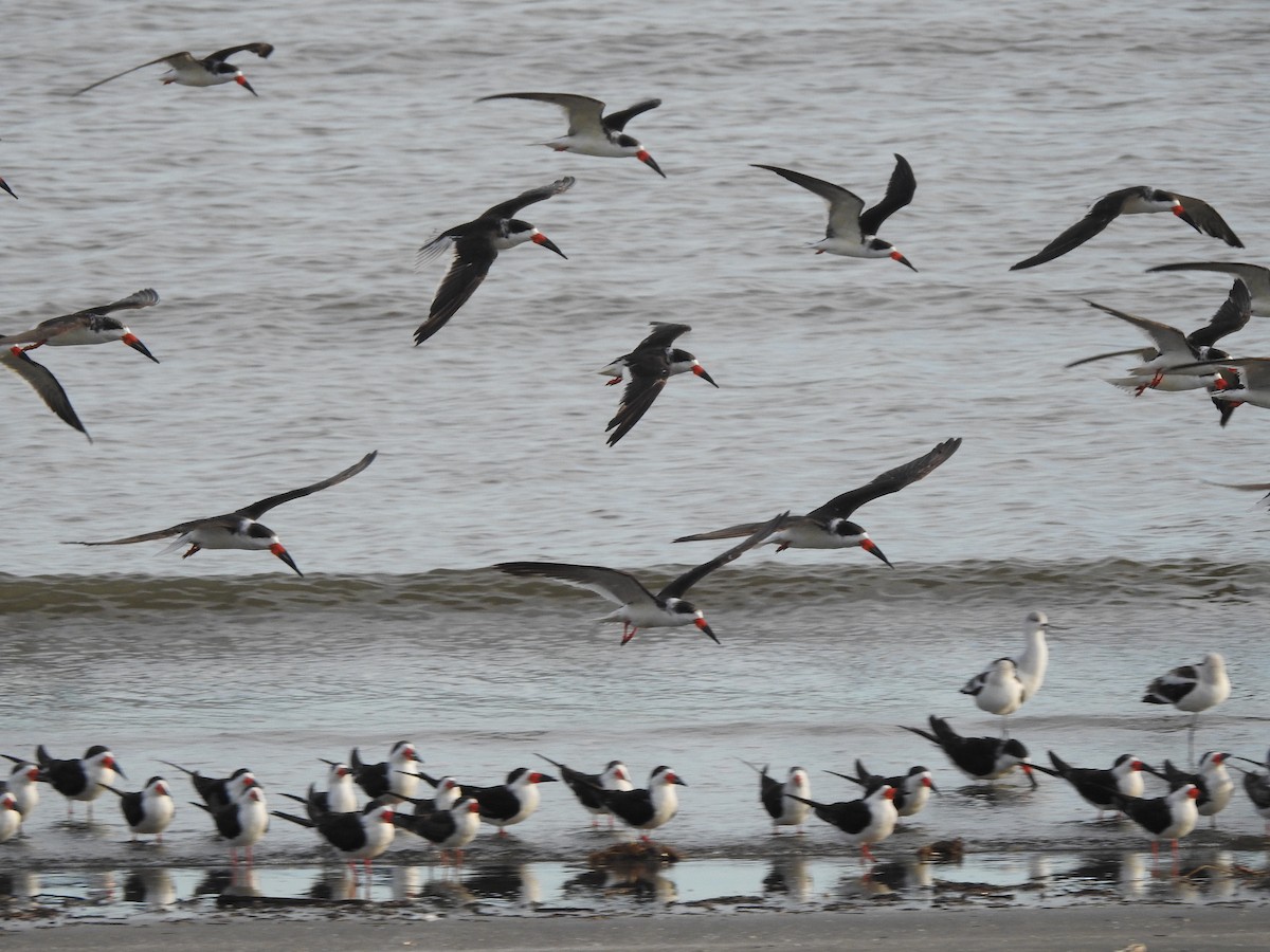 Aizturmoko amerikarra - ML125476981