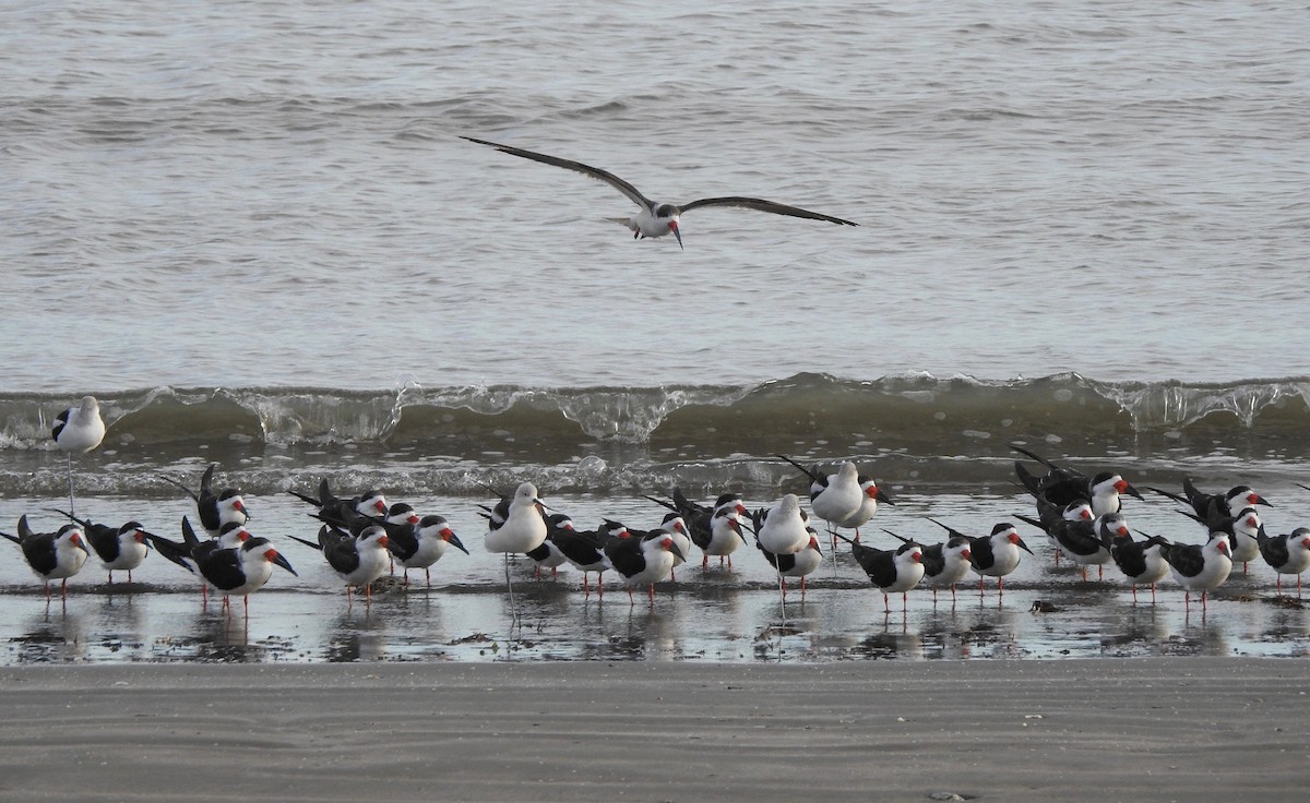 Aizturmoko amerikarra - ML125477041