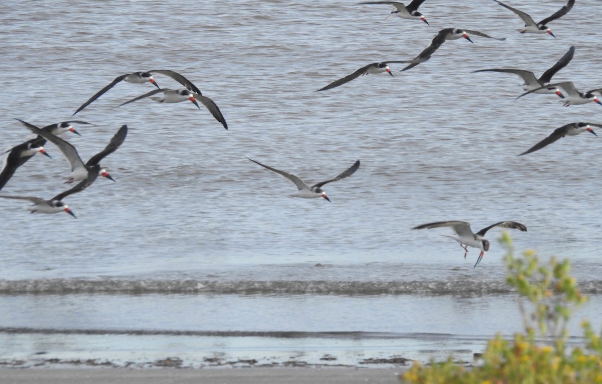 Aizturmoko amerikarra - ML125477061