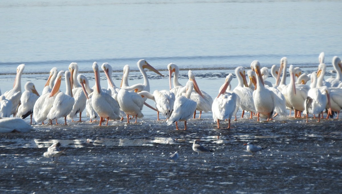 Pelikano zuri amerikarra - ML125477141