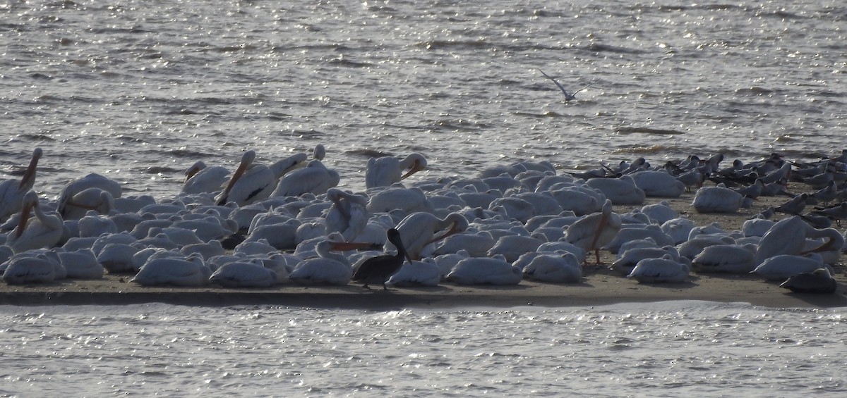 Pelikano zuri amerikarra - ML125477181