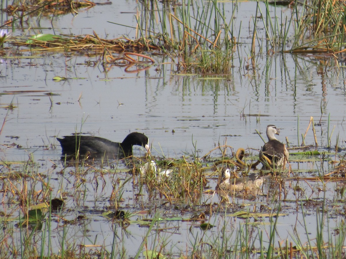 Eurasian Coot - Sandhya Lenka