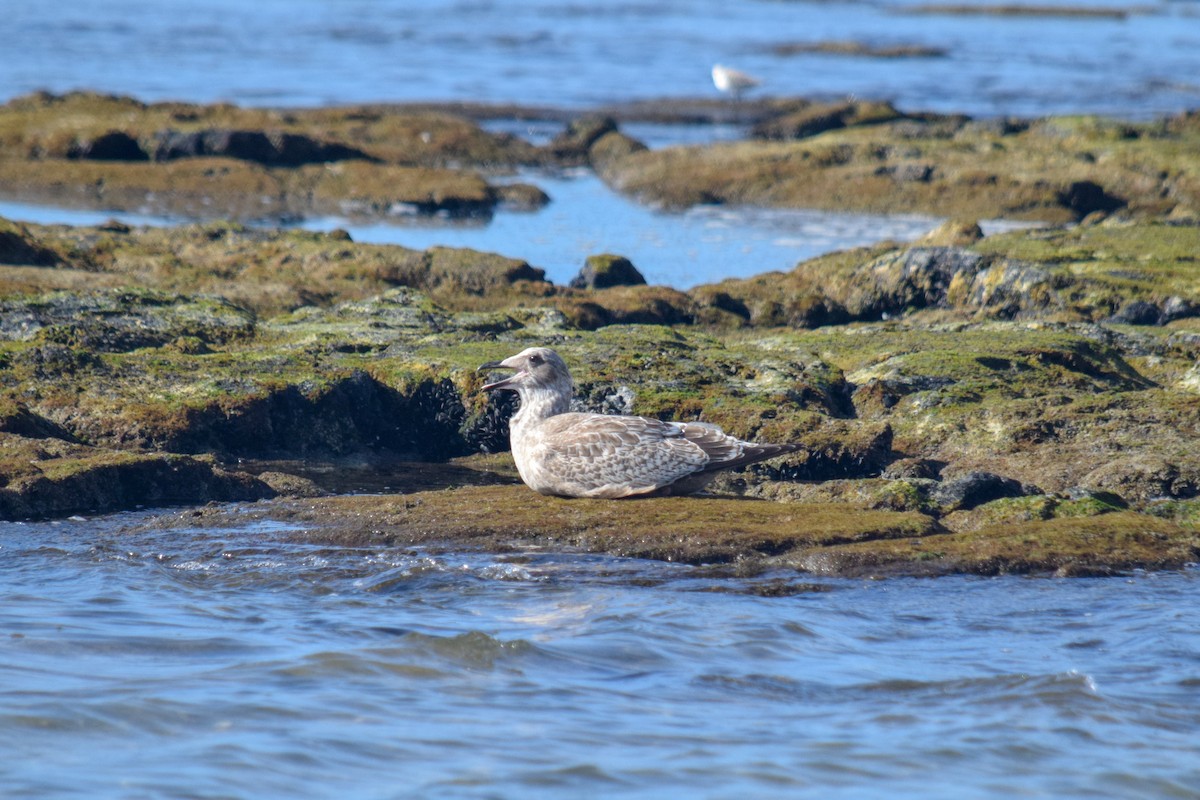 Slaty-backed Gull - Peter Rigsbee